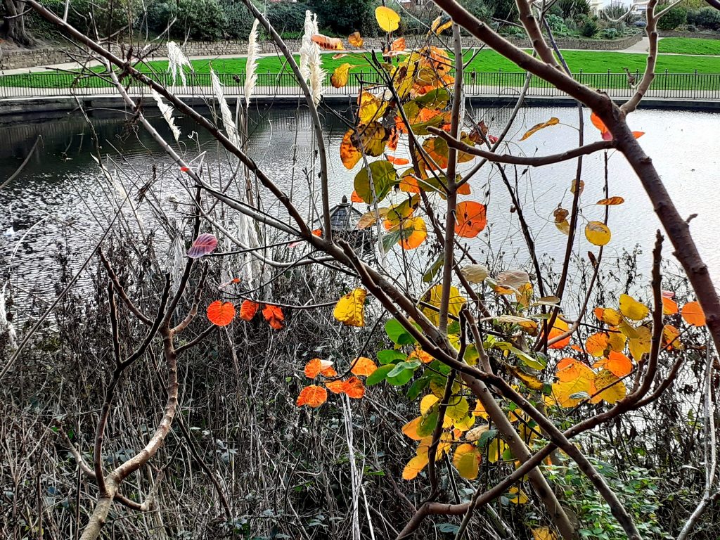 Autumn Concedes to Winter