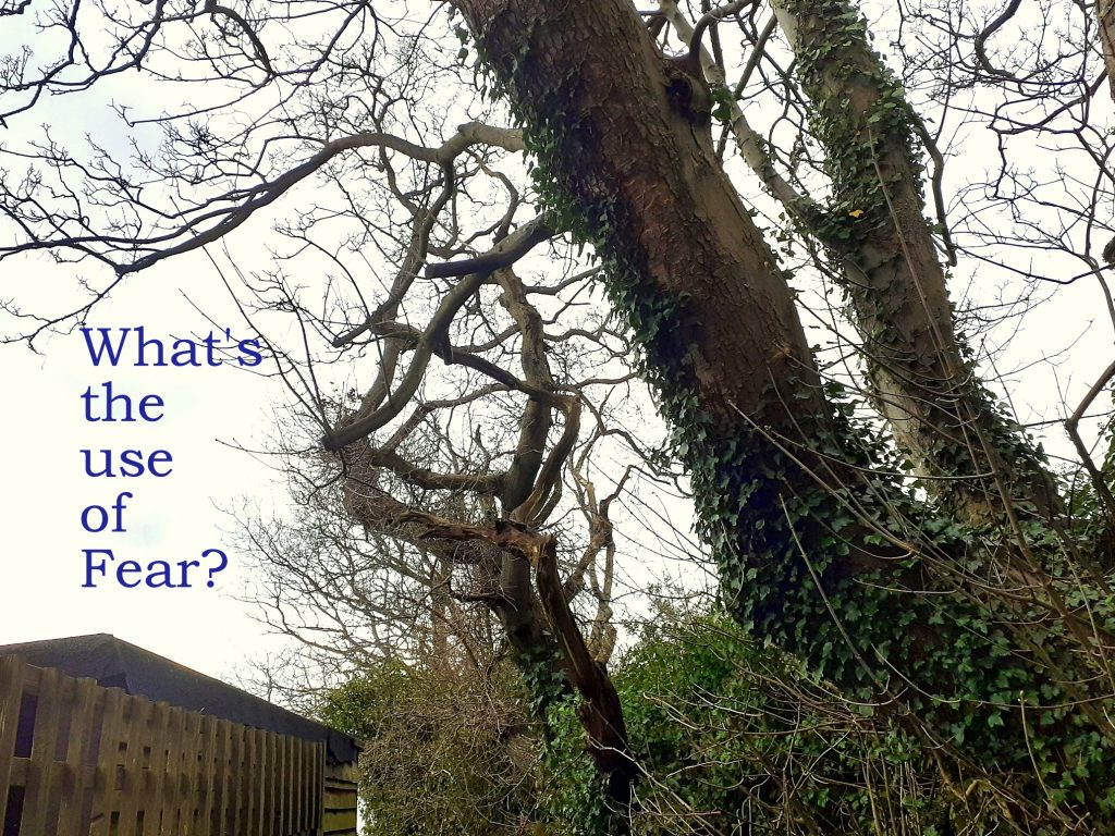 What’s the Use of Fear?